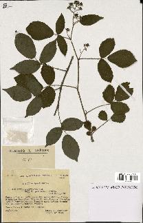 spécimen de Rubus purpuratus