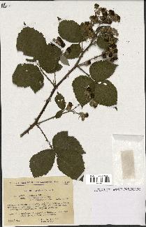 spécimen de Rubus procerus