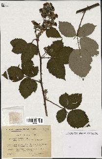 spécimen de Rubus procerus