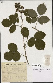 spécimen de Rubus pallidus