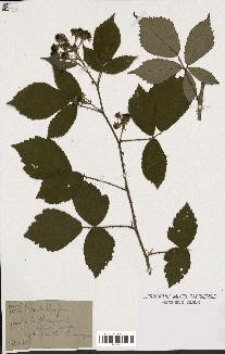 spécimen de Rubus mutabilis