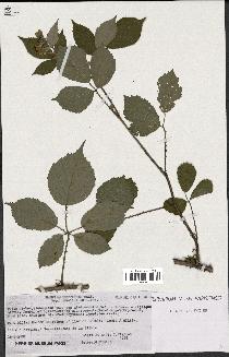 spécimen de Rubus macrostachys