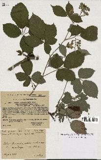 spécimen de Rubus macrostachys