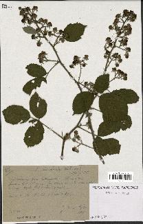 spécimen de Rubus macrostachys