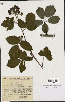 spécimen de Rubus macrostachys