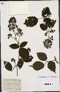 spécimen de Rubus chlorostachys