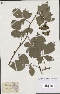 spécimen de Rubus procerus