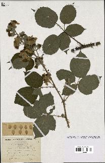 spécimen de Rubus procerus