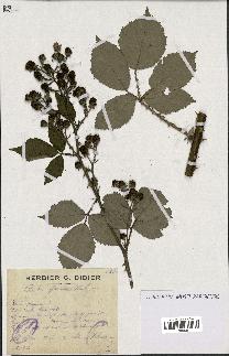 spécimen de Rubus procerus