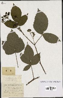 spécimen de Rubus vallisparsus