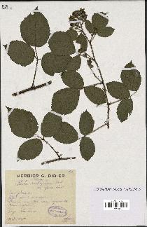 spécimen de Rubus vallisparsus