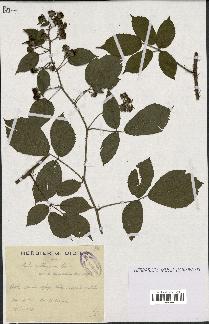 spécimen de Rubus vallisparsus