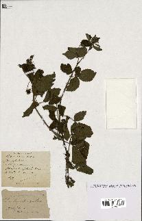 spécimen de Rubus tomentosus