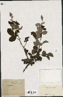 spécimen de Rubus tomentosus