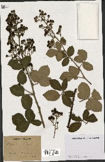 spécimen de Rubus tomentosus