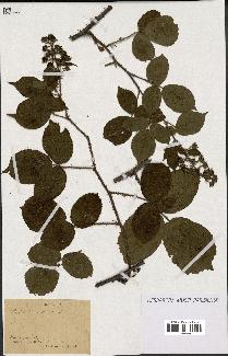 spécimen de Rubus hirtus