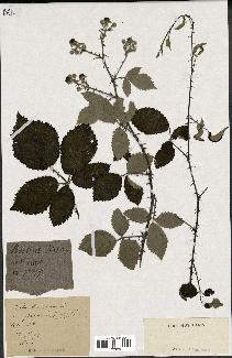 spécimen de Rubus hirtus