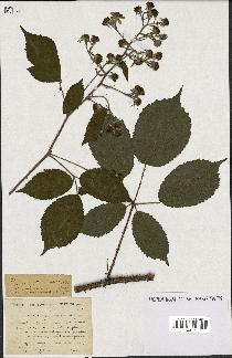 spécimen de Rubus sp.