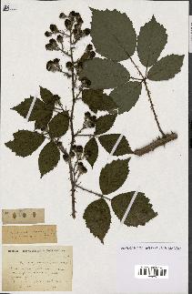 spécimen de Rubus sp.