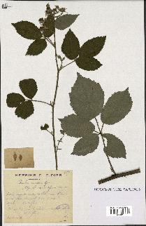 spécimen de Rubus micans