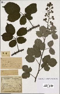 spécimen de Rubus pauciglandulosus