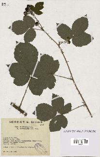 spécimen de Rubus glaucellus