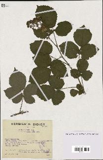 spécimen de Rubus glaucellus