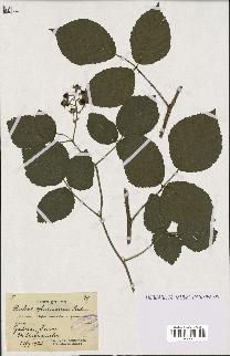 spécimen de Rubus glaucellus