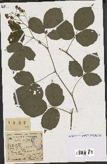 spécimen de Rubus glaucellus