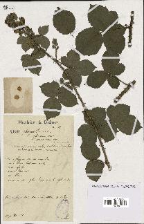 spécimen de Rubus glaucellus