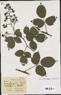 spécimen de Rubus glaucellus