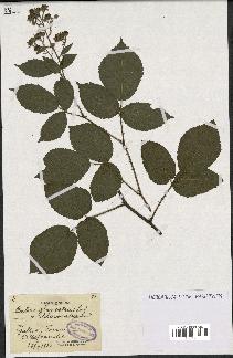 spécimen de Rubus glaucellus