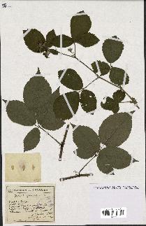 spécimen de Rubus glaucellus