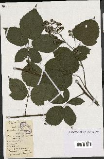 spécimen de Rubus sp.