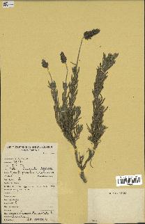 spécimen de Lavandula dentata