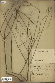 spécimen de Lavandula coronopifolia