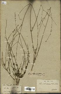 spécimen de Lavandula coronopifolia