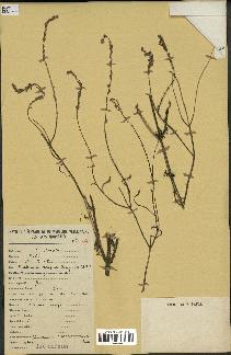 spécimen de Lavandula coronopifolia