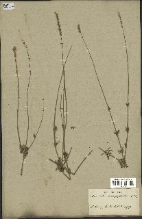 spécimen de Lavandula coronopifolia