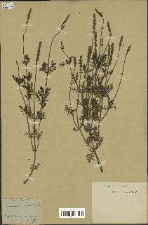 spécimen de Lavandula coronopifolia