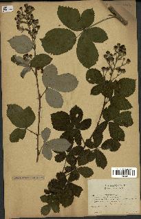 spécimen de Rubus thyrsoideus
