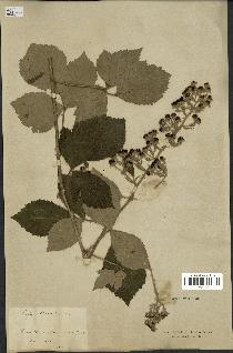 spécimen de Rubus thyrsoideus