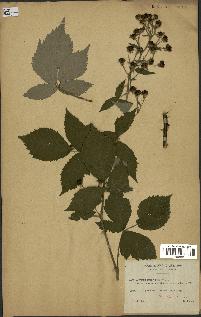 spécimen de Rubus thyrsoideus