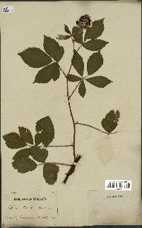 spécimen de Rubus thyrsoideus