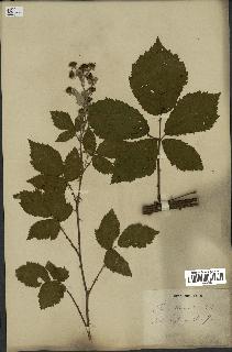 spécimen de Rubus thyrsoideus