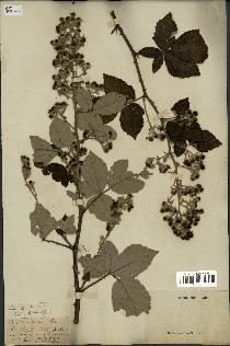 spécimen de Rubus thyrsoideus