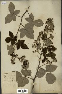 spécimen de Rubus thyrsoideus