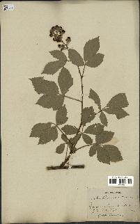 spécimen de Rubus thyrsoideus