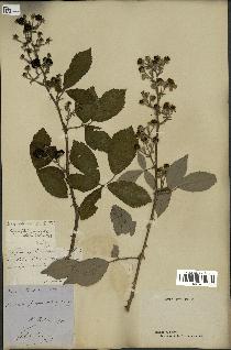 spécimen de Rubus thyrsoideus