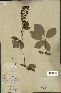spécimen de Rubus thyrsoideus